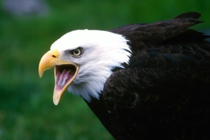 Screaming Eagle118807269 300x200 - Screaming Eagle - Screaming, Monarch, Eagle